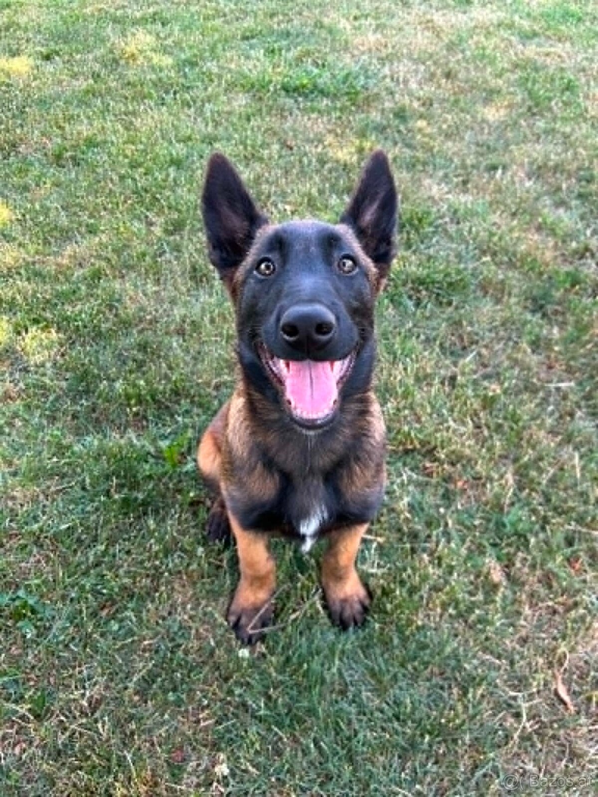 Belgischer Schäferhund (Malinois) - 3