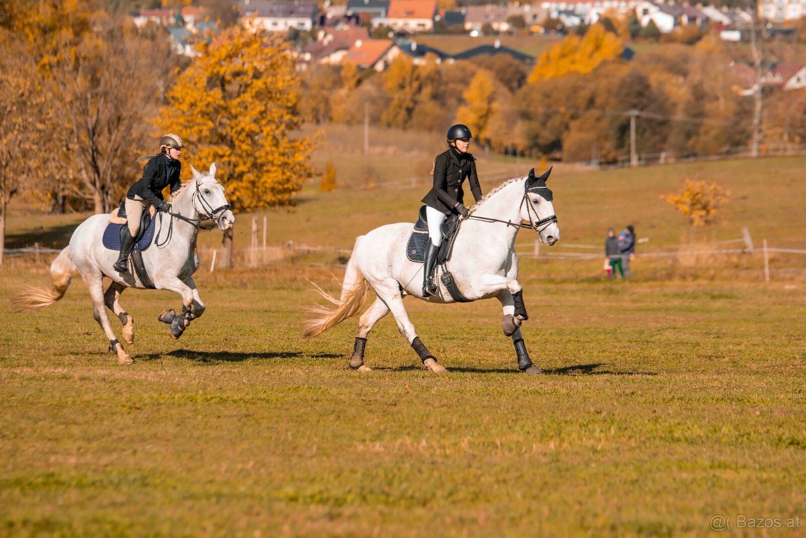Kladruber horse - 3