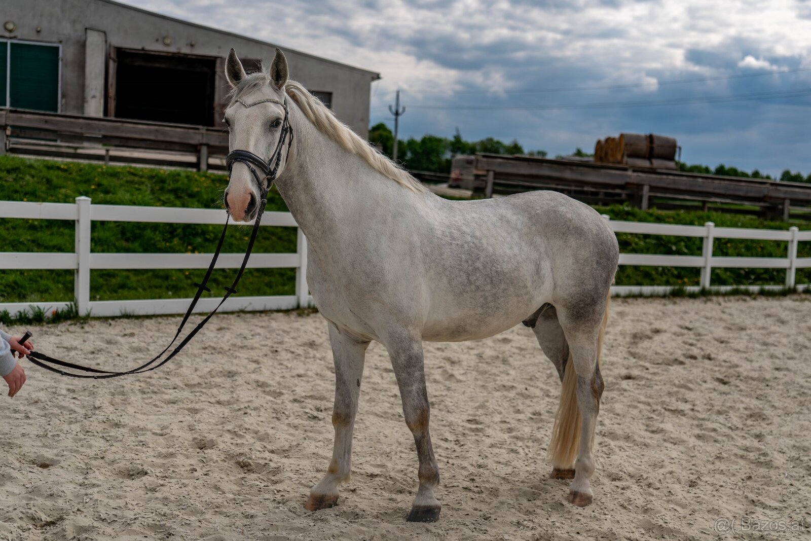 Kladruber horse - 3