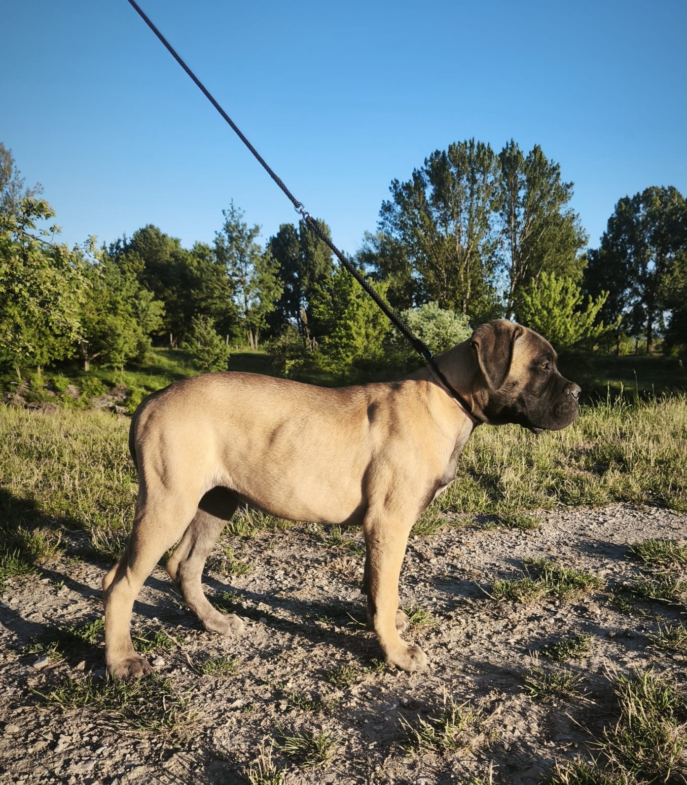 Bulmastif s PP/ Bullmastif/ Bulmastiff - 3