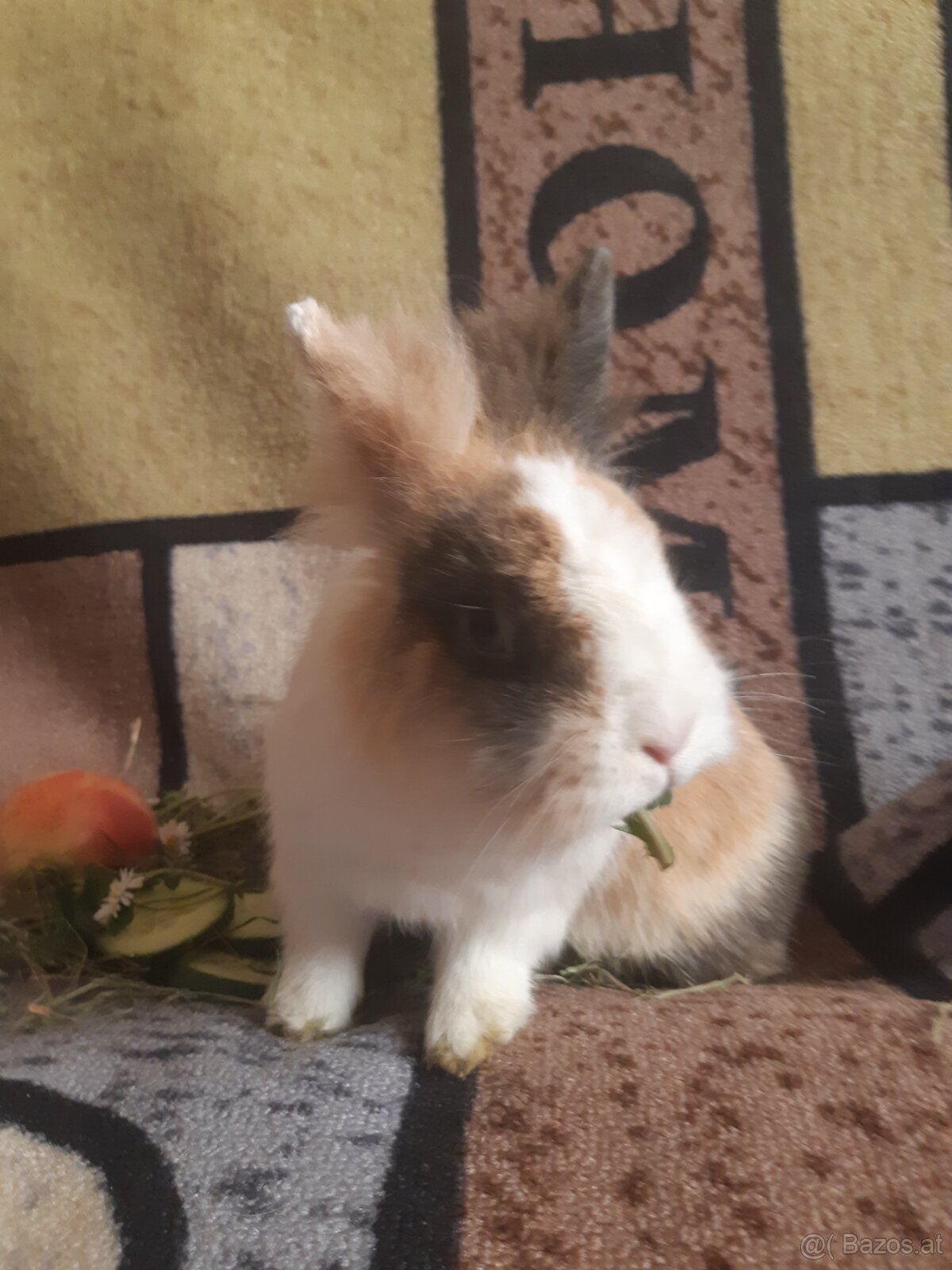 Zwergkaninchen Löwenkopf Bub zu vergeben - 3
