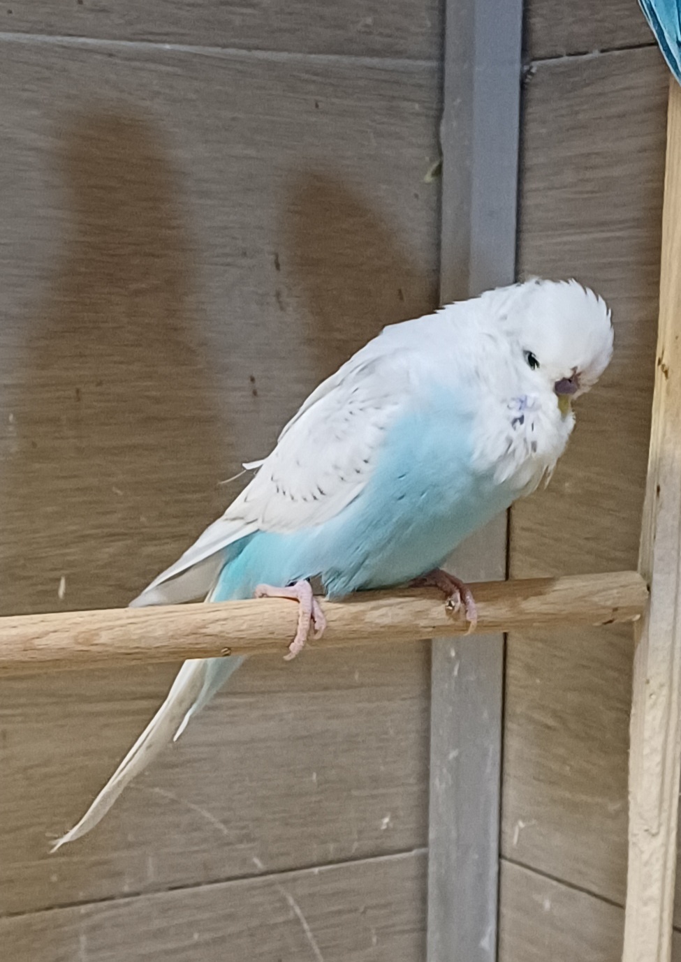 Standard wellensittiche - 3