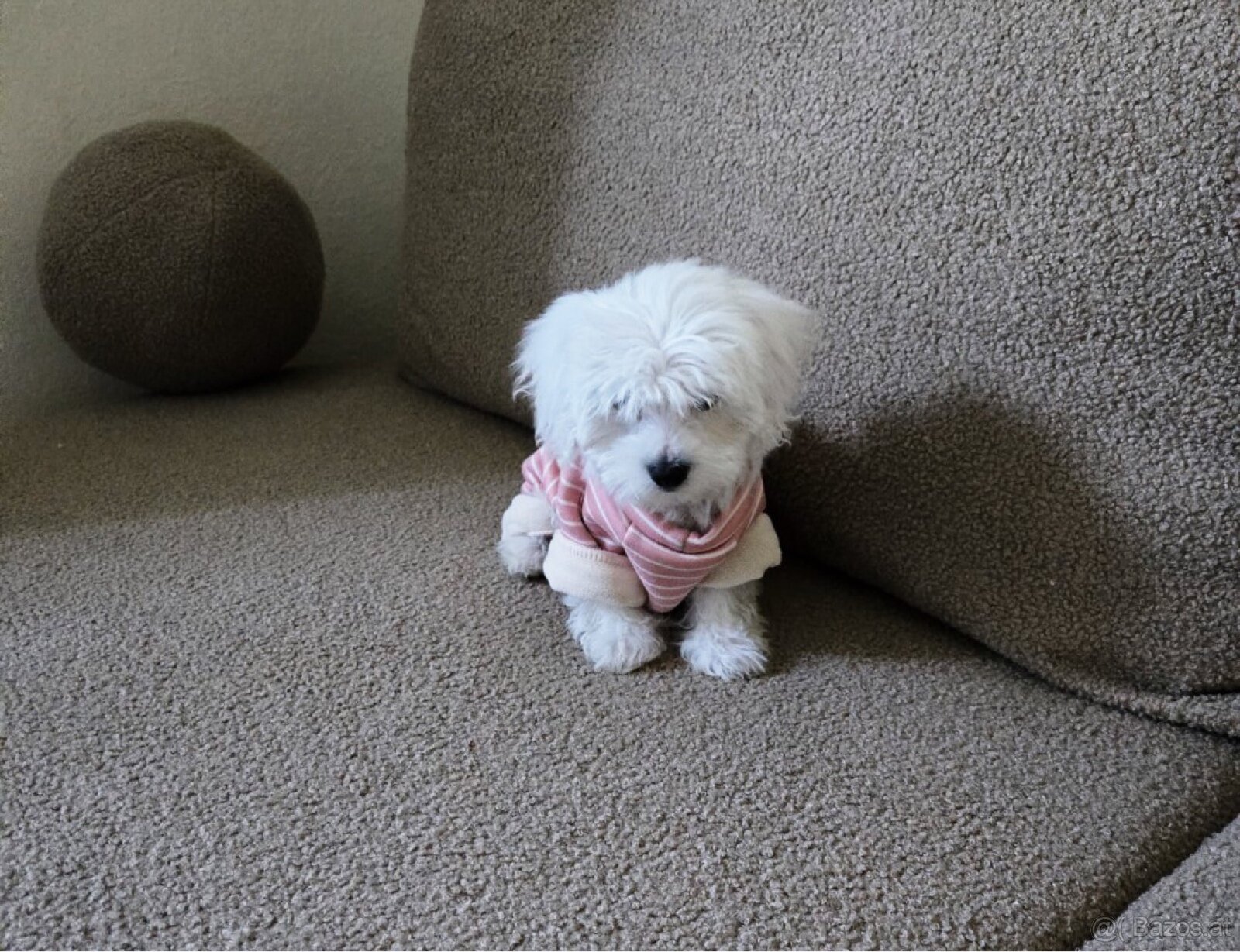 Teacup Malteserwelpen - 3