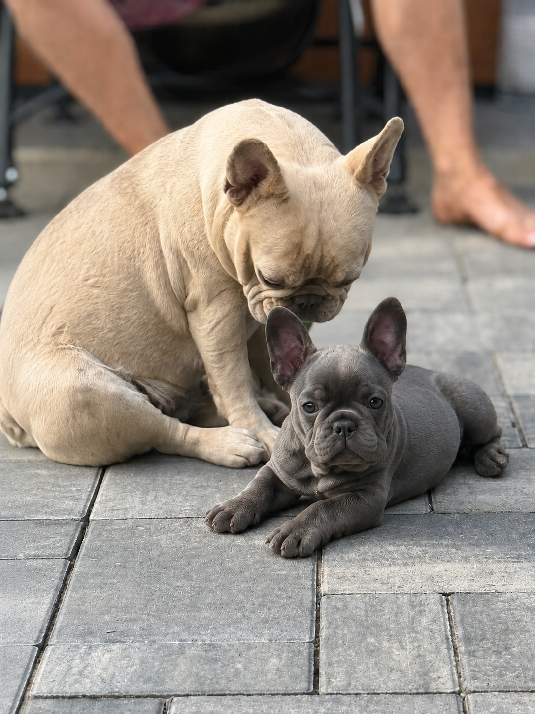 Französische Bulldogge - Hündin mit Stammbaum - 3