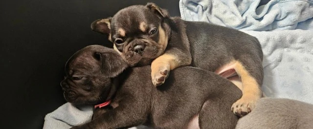 Französische Bulldoggenwelpen - 3