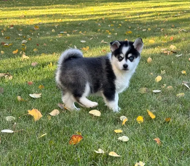 Pomsky-Welpen - 3