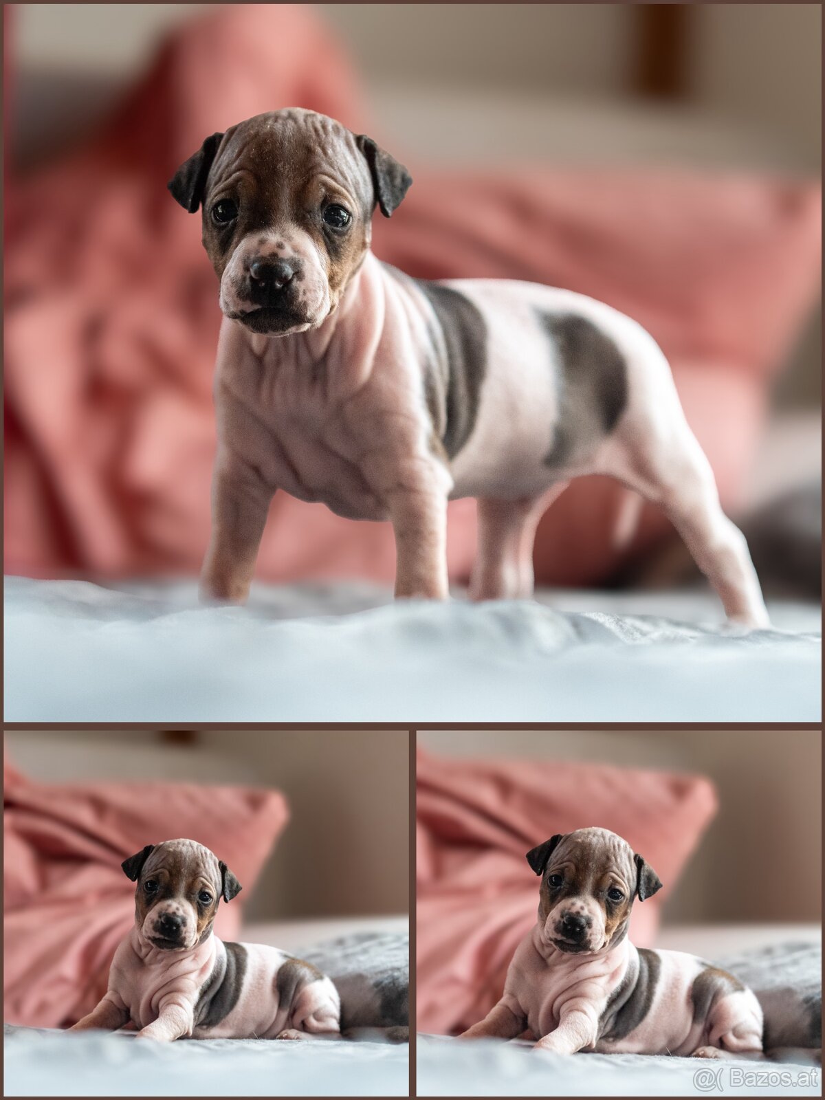 Welpen des Amerikanischen Nacktterriers - 3