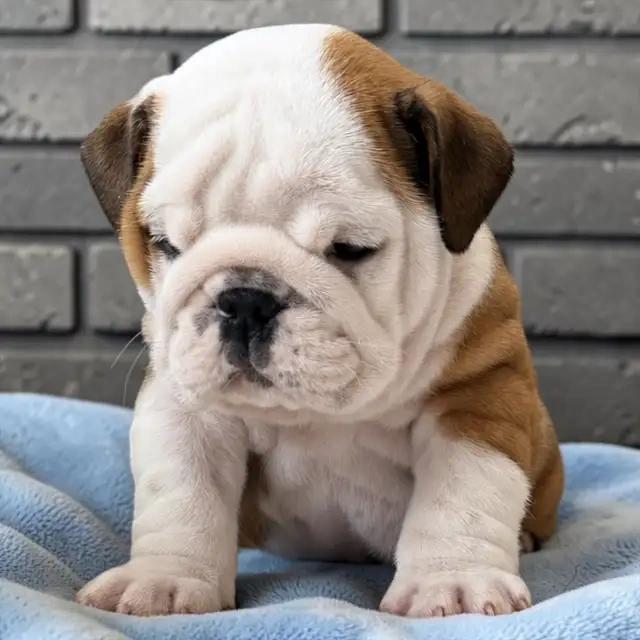 Bezaubernde Englische Bulldoggen-Welpen - 3