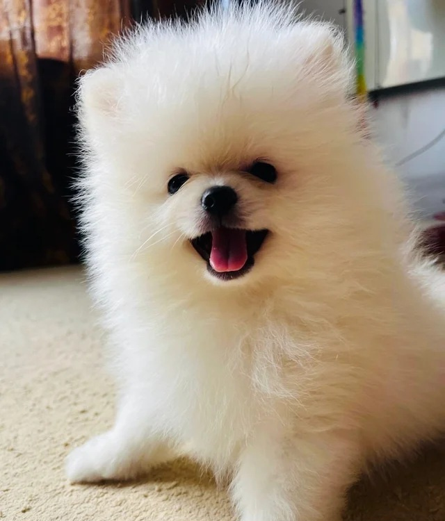 Wunderschöne Pomeranian-Welpen - 3