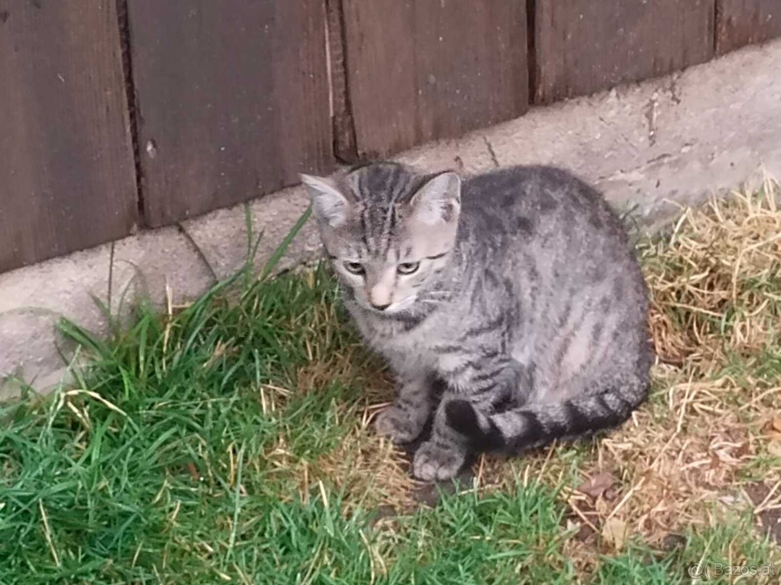 Junge Katze - 3