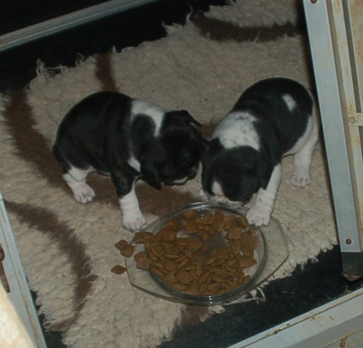 Französische bulldogge - 3