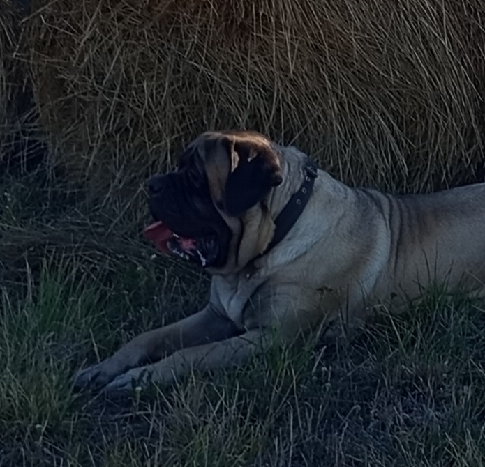 English mastiff - 3