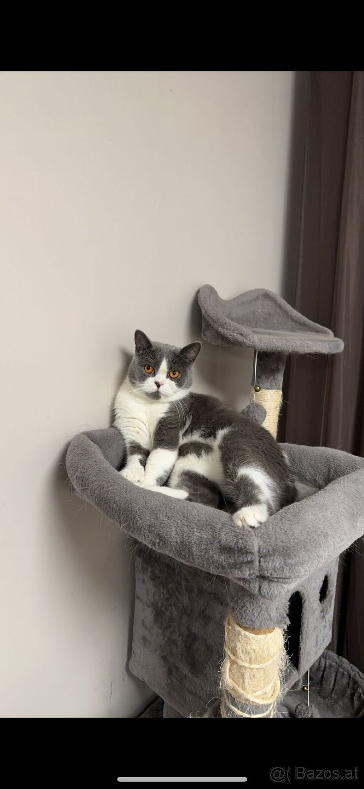 BKH Britisch Kurzhaar Kater Blue Bicolor - 3