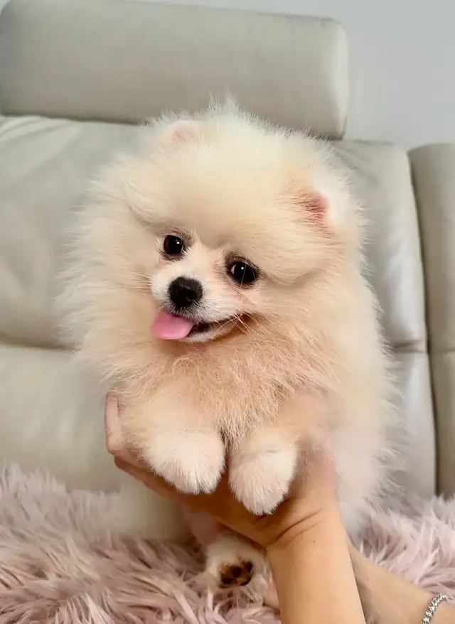 Wunderschöne Zwergspitz-Pomeranian-Welpen - 3