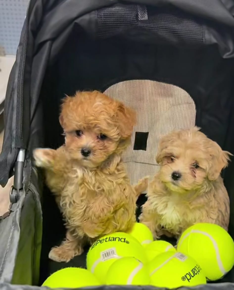 Maltipoo-Welpen - 3