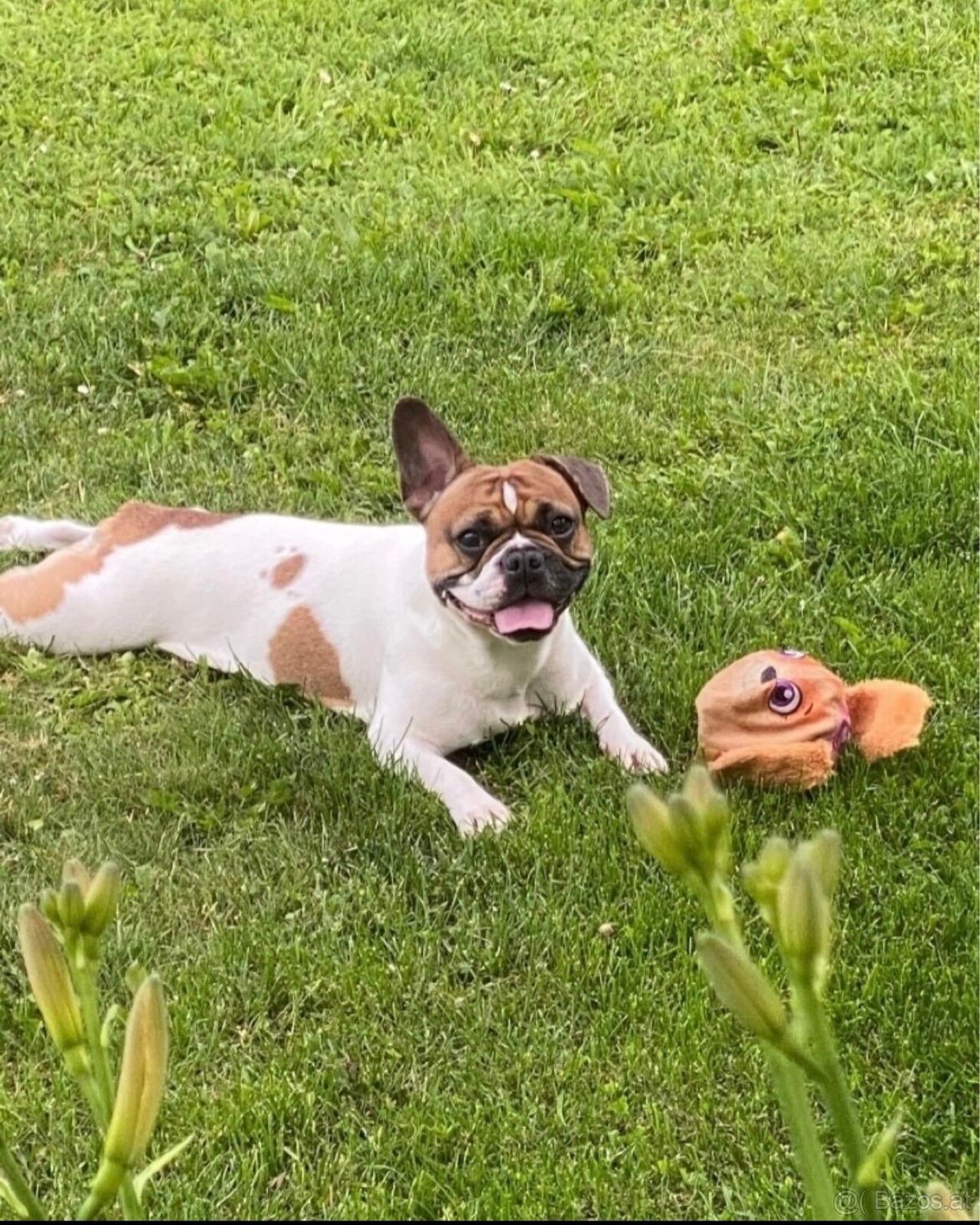 Französische Bulldogge - 3