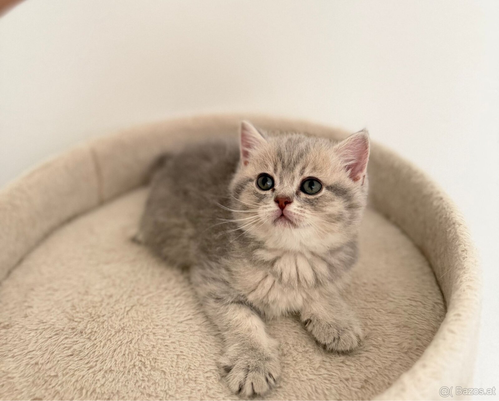 Reinrassige BKH Kitten - 3