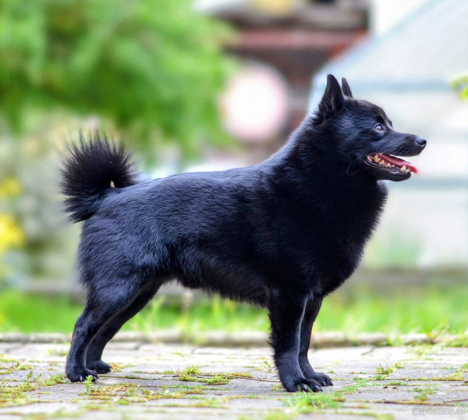 Schipperke - 3