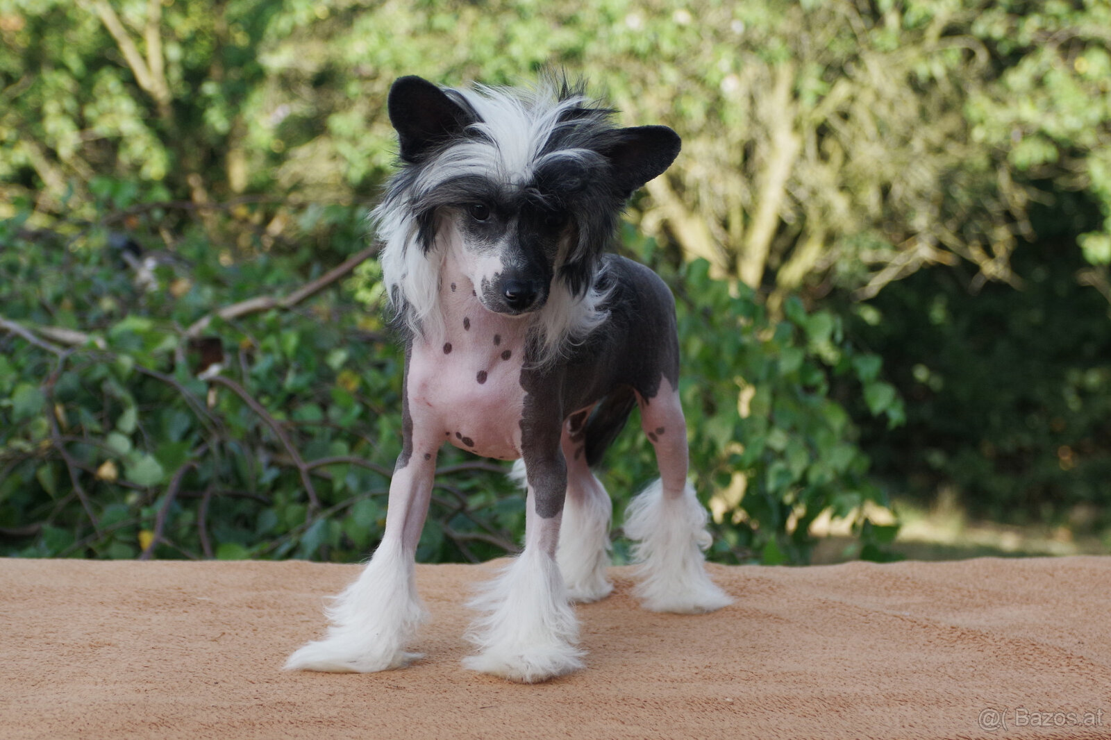 chinese crested dog - hairless - FCI - 3