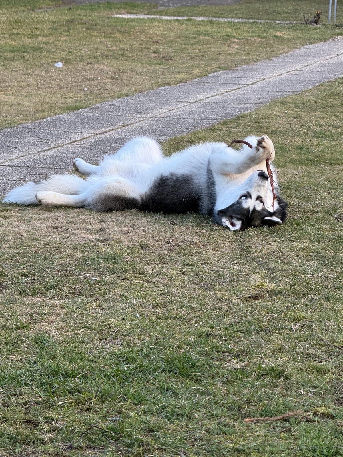 Sibirischer Husky Rüde zu vergeben - 3