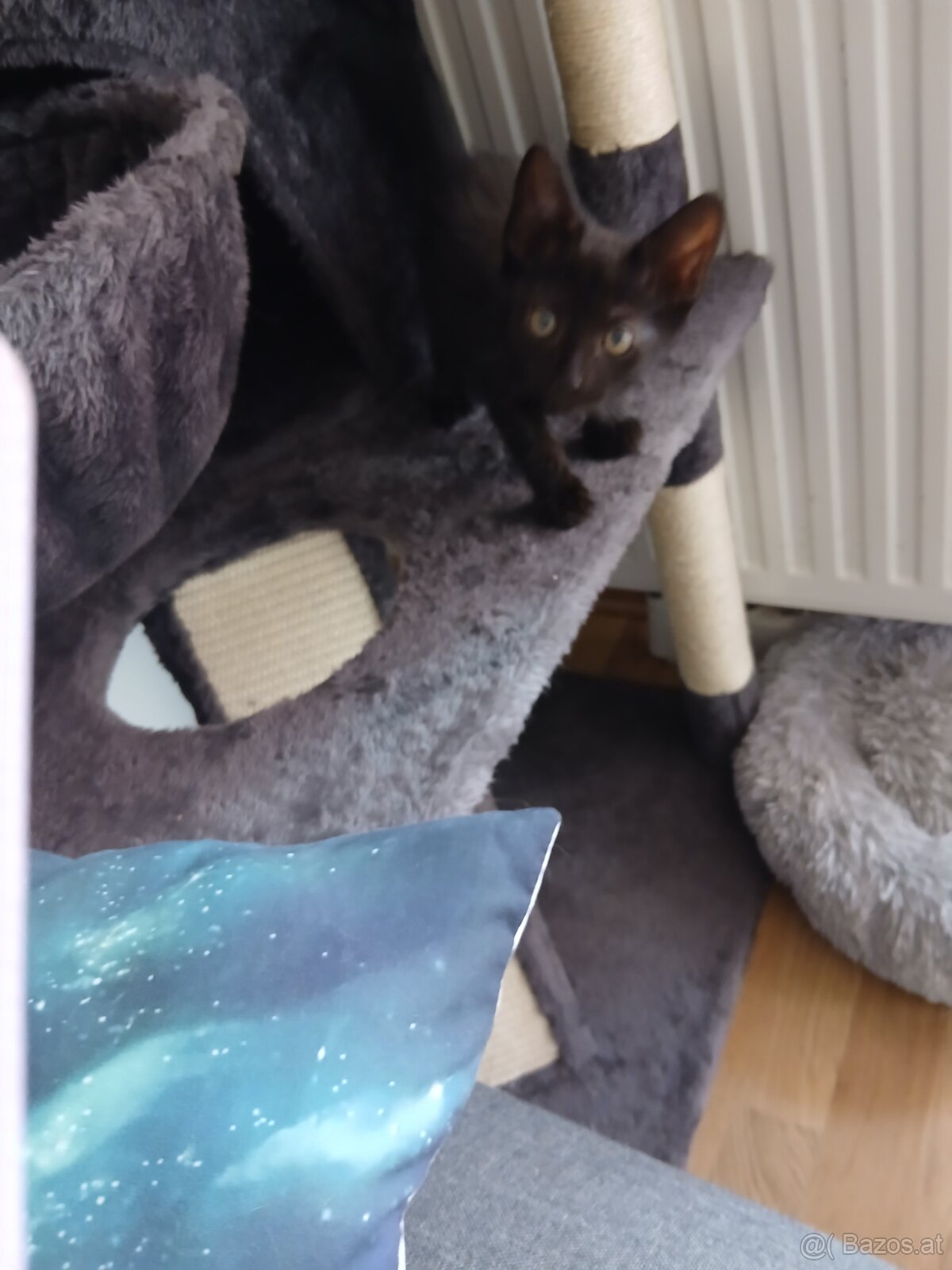 Baby Katze - 3