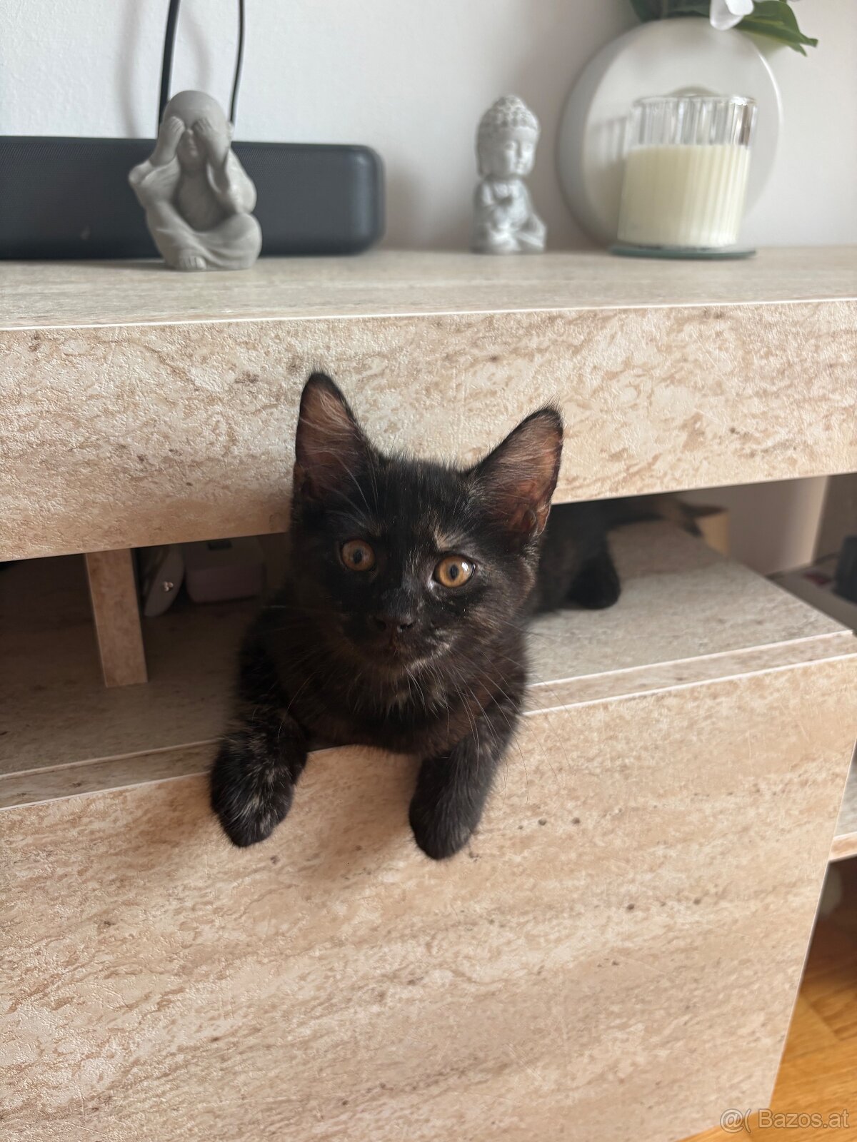 🐾 Aurelia sucht ihr Für-immer-Zuhause 🐾 - 3