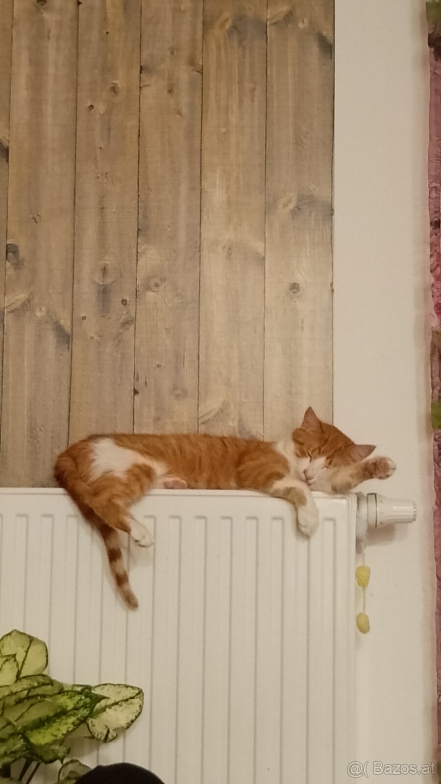 Kater - 3