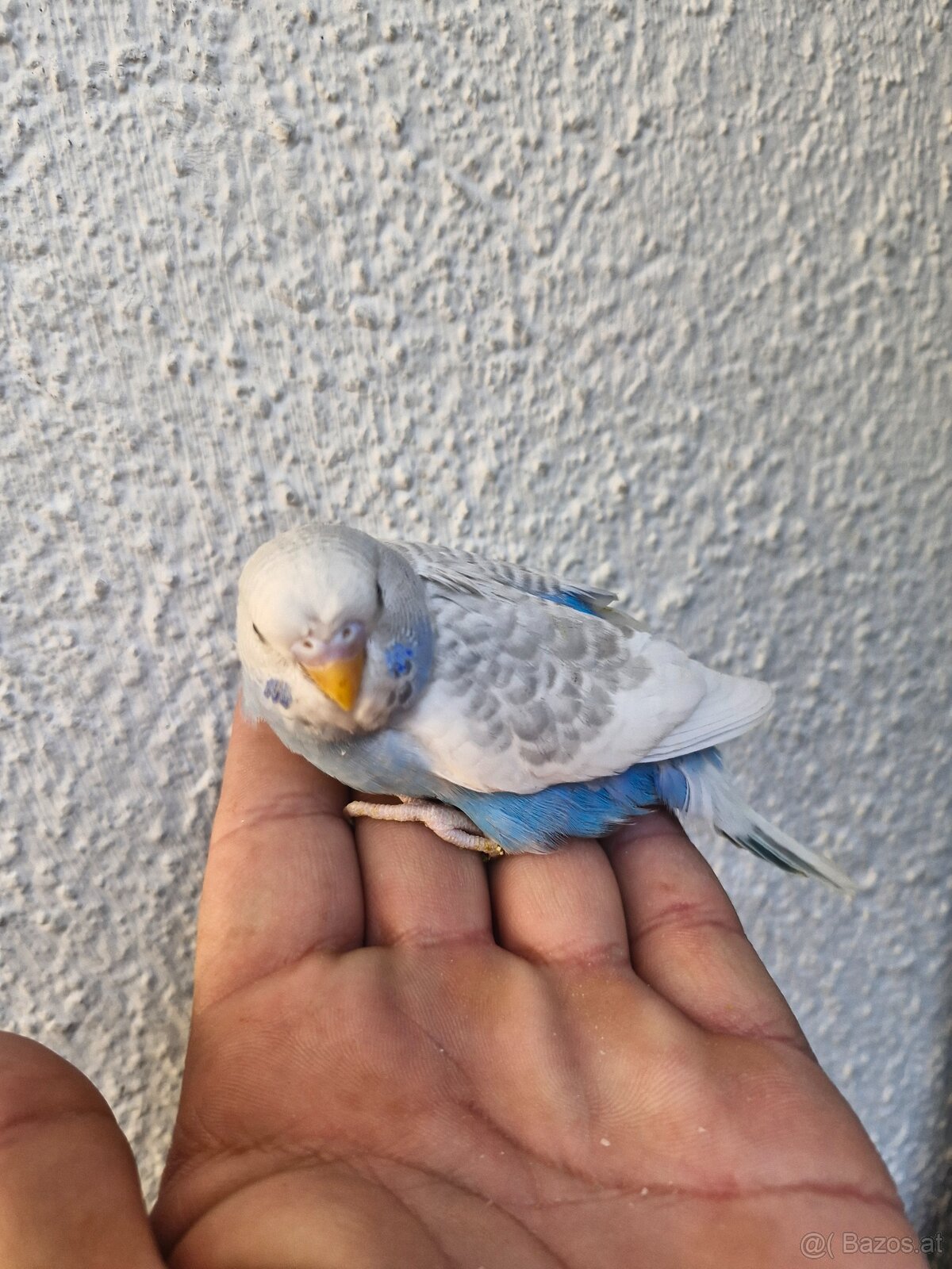 Nest junge Wellensittich - 3
