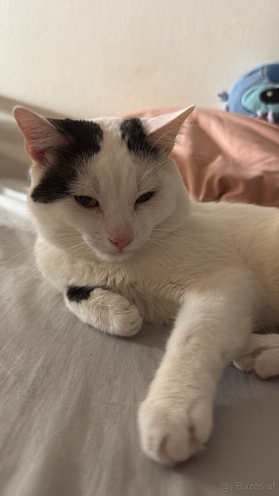 Hauskatze zum Abgeben - 3