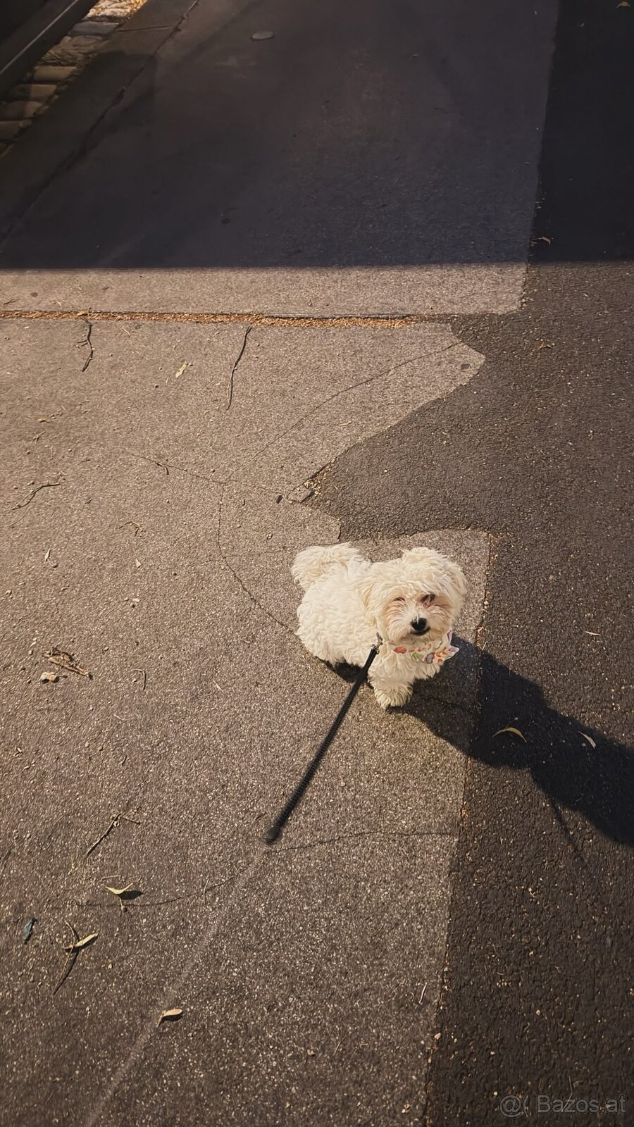 Maltipoo Welpe - 3