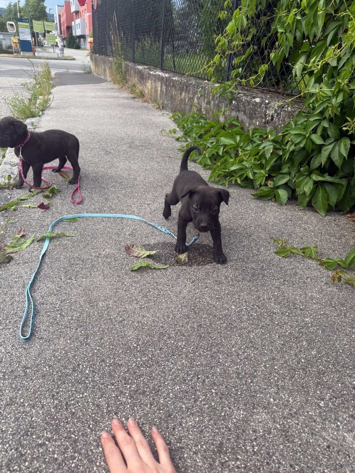 Welpen Malinois x Cane Corso - 3