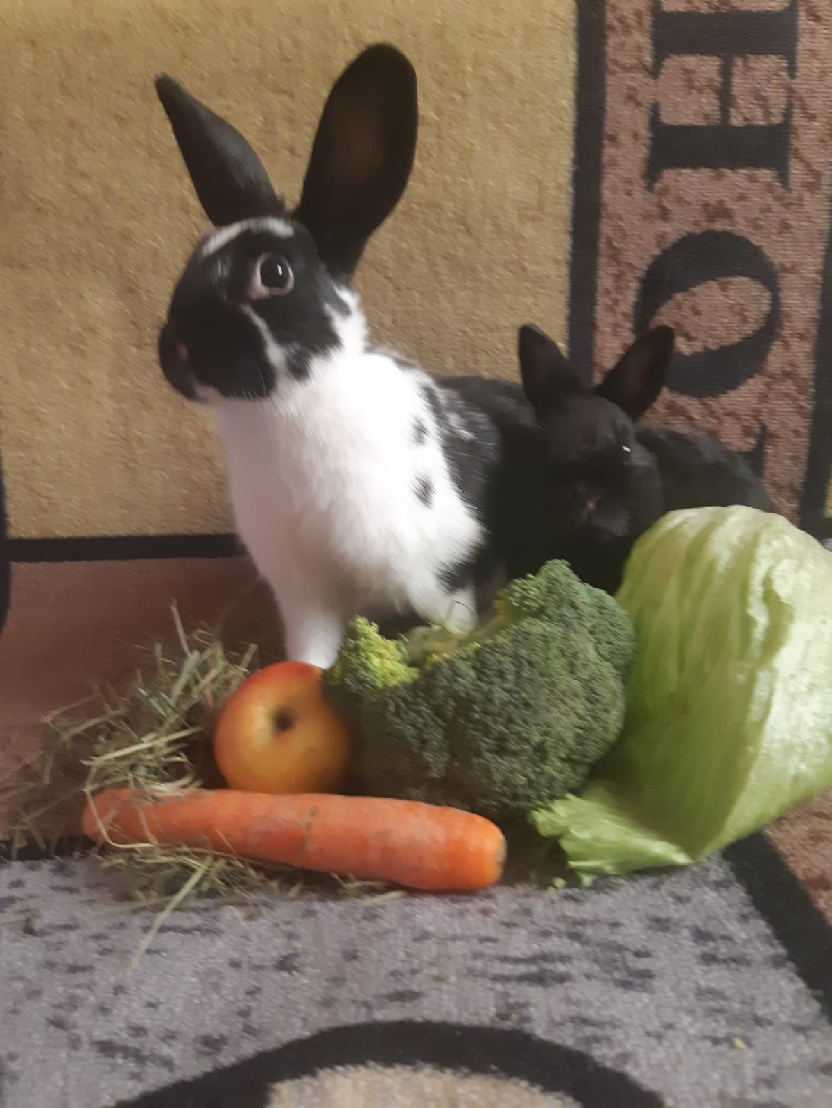 Zwergkaninchen zu vergeben - 3