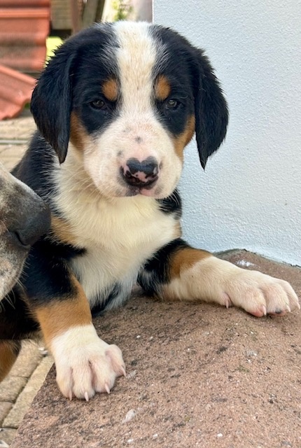 Großer Schweizer Sennenhund puppies - 3