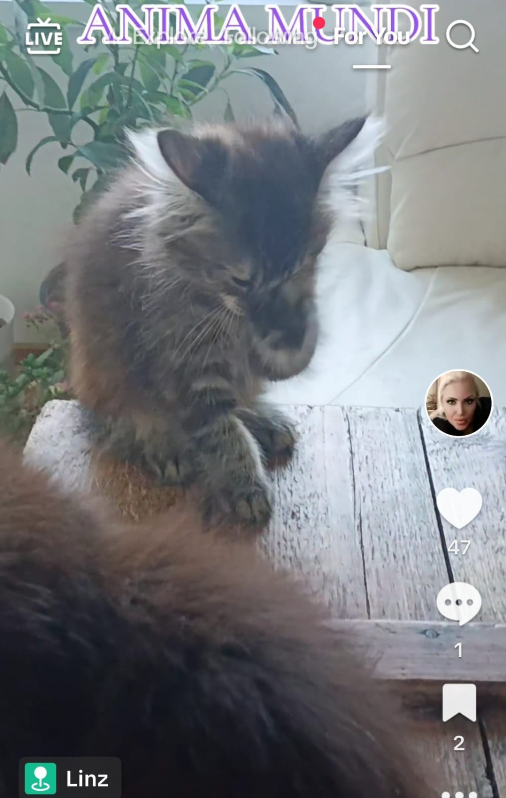 🐾 Süße Katzenbabys – Mix Maine Coon & Angora 🐾 - 3