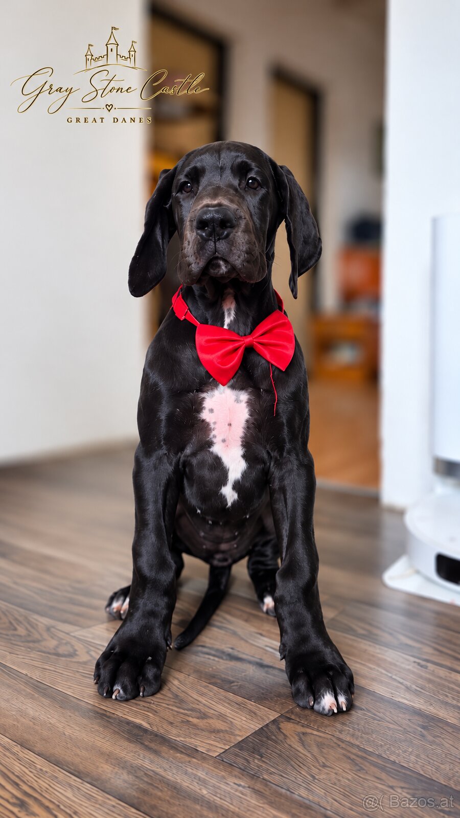 Deutsche Dogge mit Stammbaum - 3