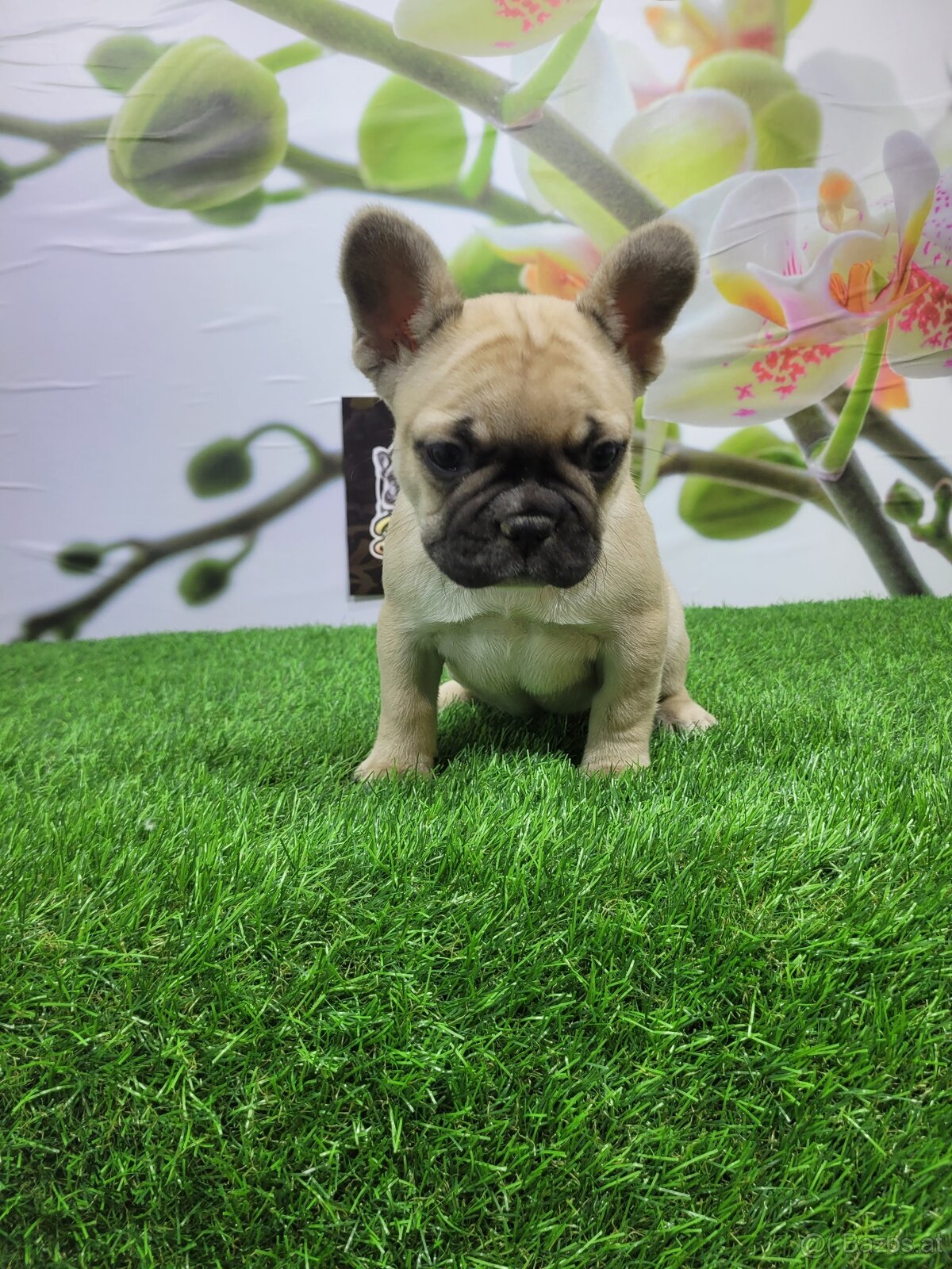 Französische Bulldoggen - 3