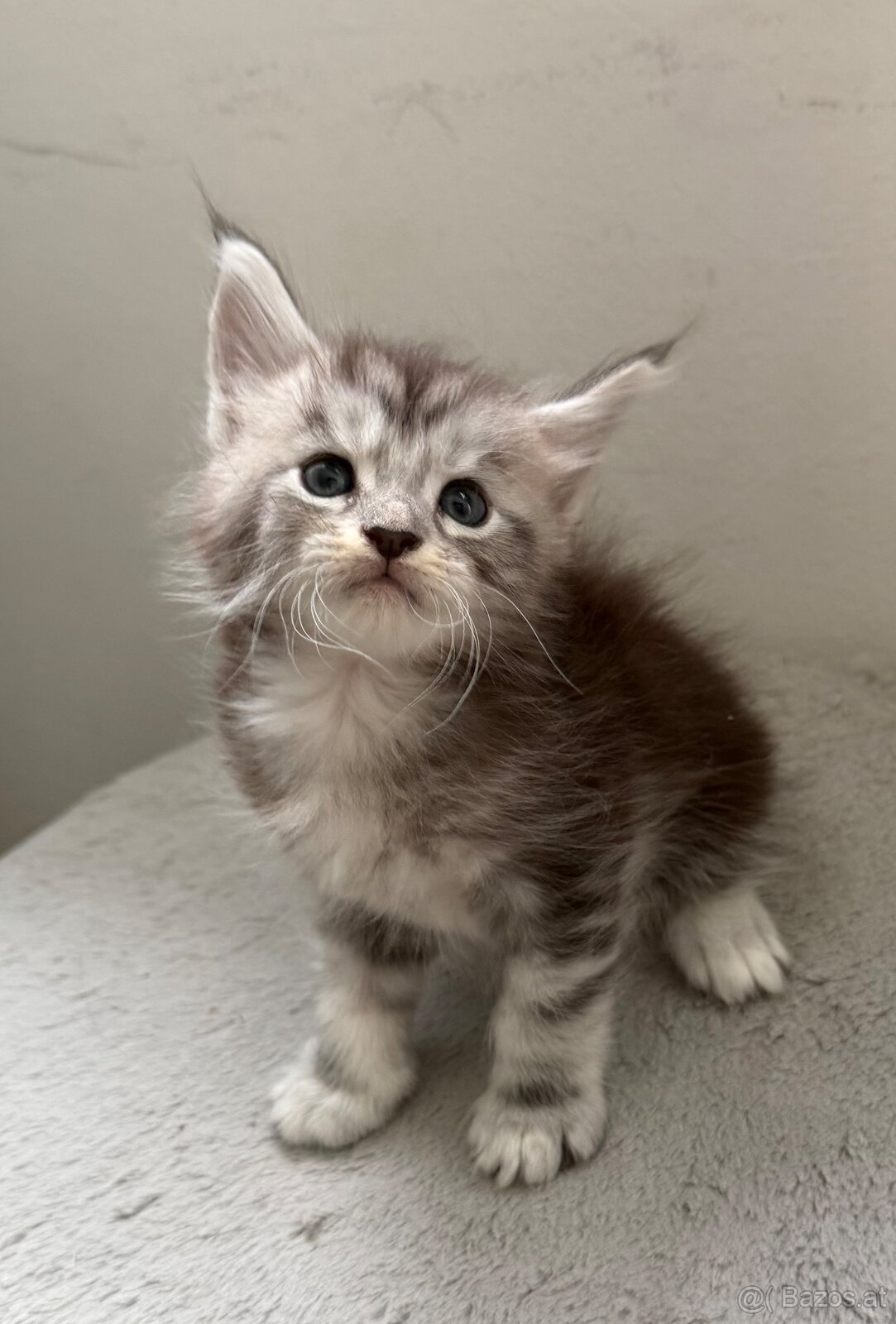 Maine Coon - 3