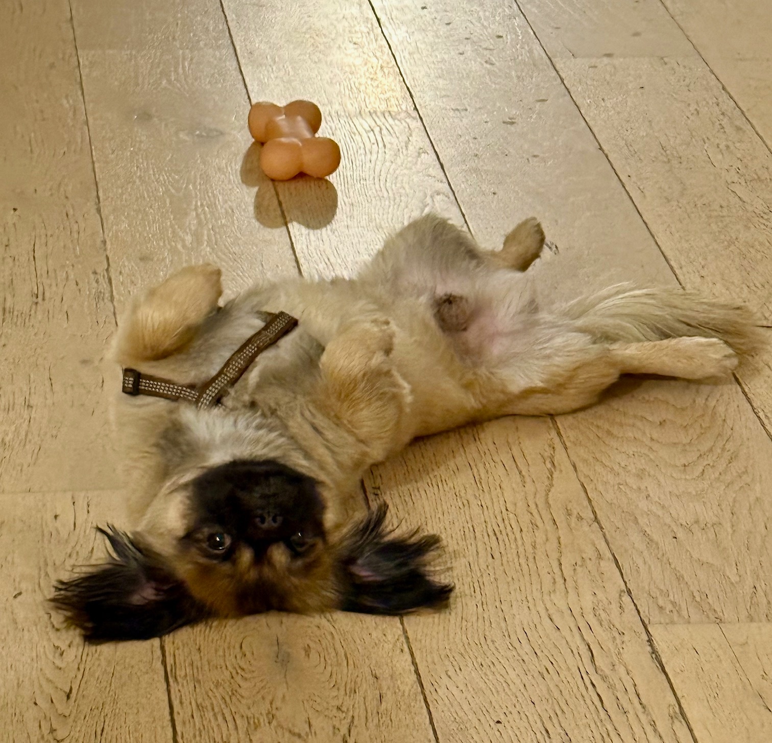 Malteser-Hündin, 6 Jahre alt - 3