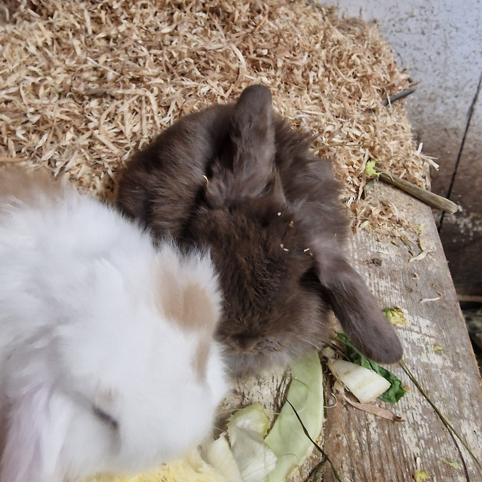 Minilop Häschen - 3