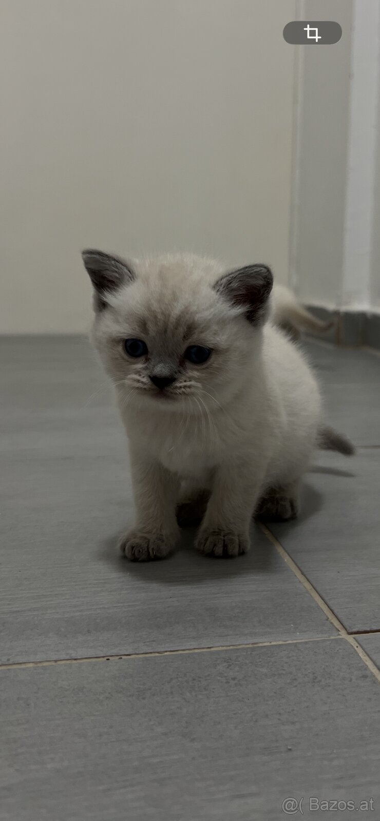 BKH-Kitten Colorpoint - 3