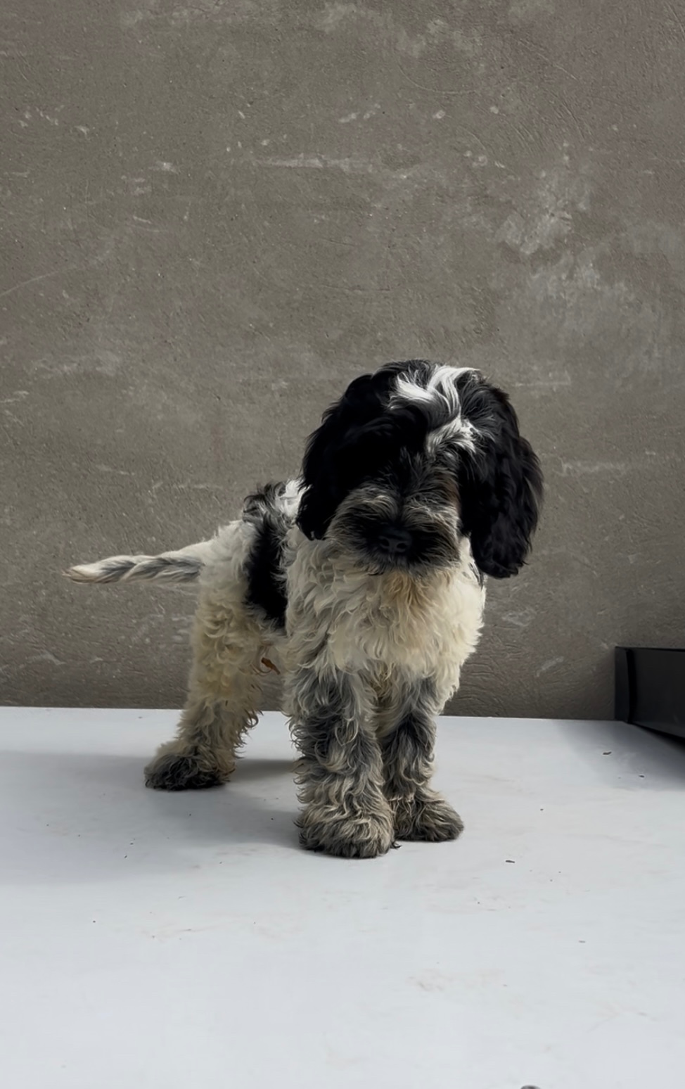 Cockapoo - 3