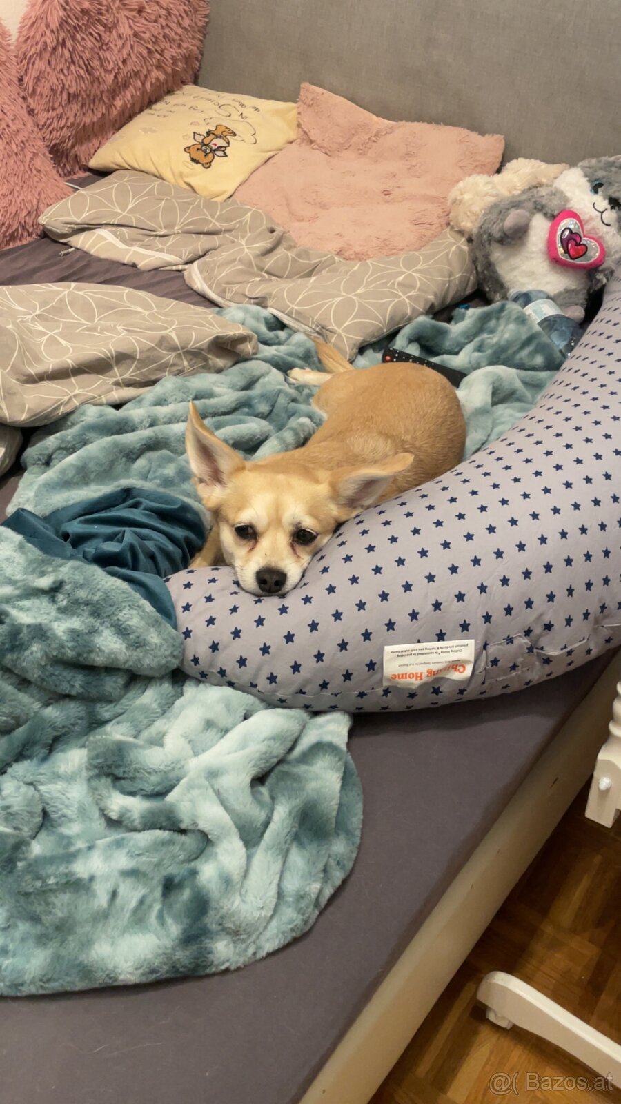 Hund zu verschenken - 3