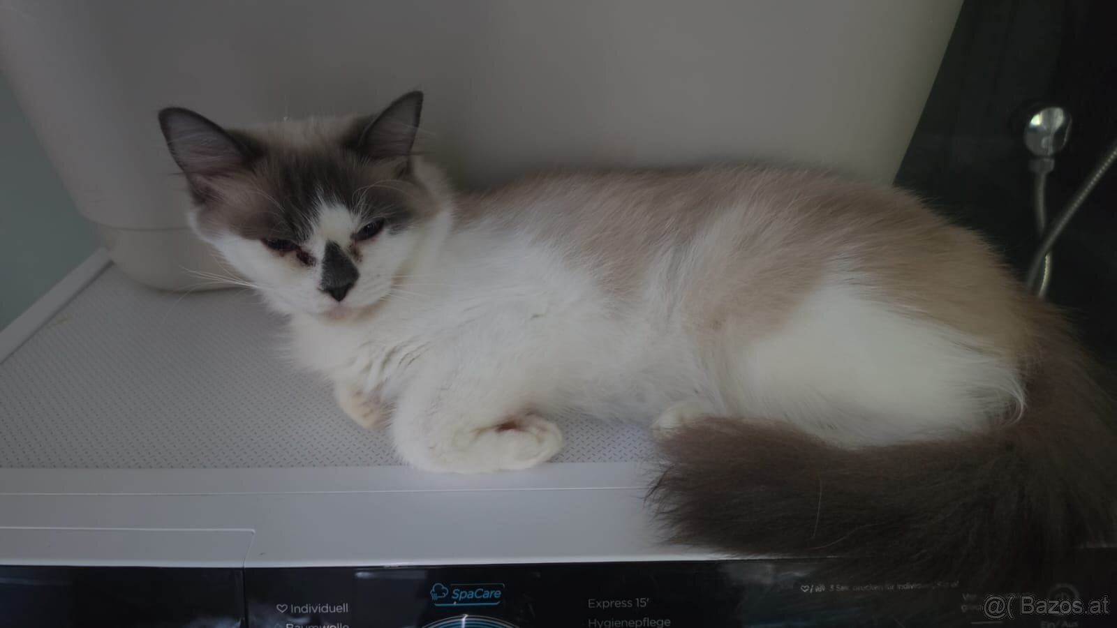 Ragdoll - 3