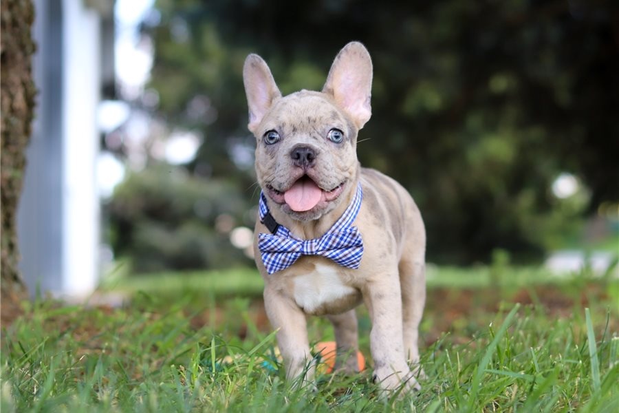 Französische Bulldoggen Welpen mit Ahnentafel - 3