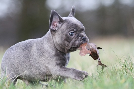 Französische Bulldoggen Welpen (Blue) suchen ein Zuhausegesu - 3