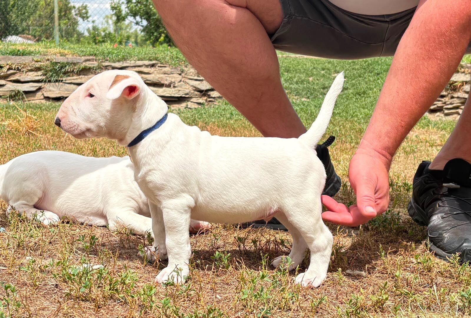 Bullterrier - 3