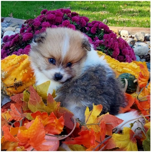 Pomeranian ZwergSpitz Teddy Welpen - 3