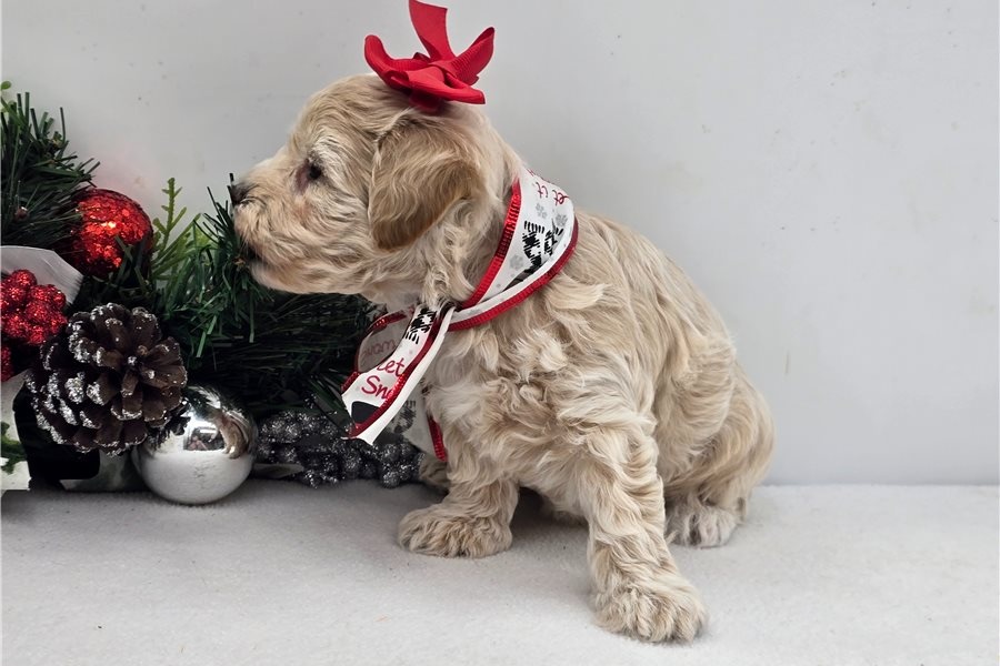 Maltipoo Welpen suchen liebevolles Zuhause - 3