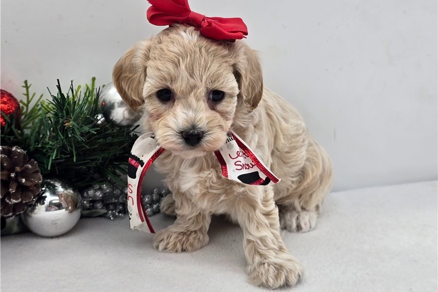 Maltipoo Welpen - 3