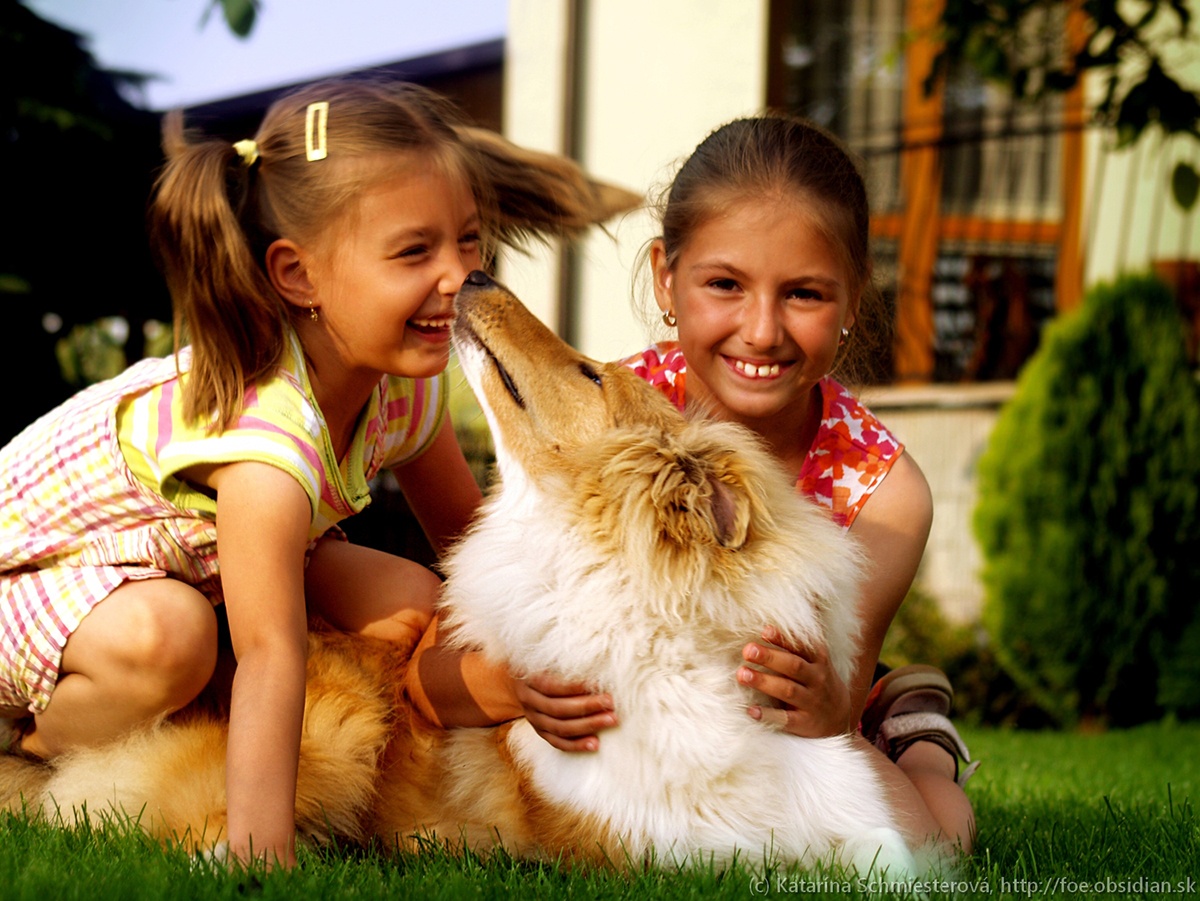 Collie Langhaar Welpen (FCI Stammbaum) - 3